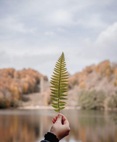 Accueil Leaf